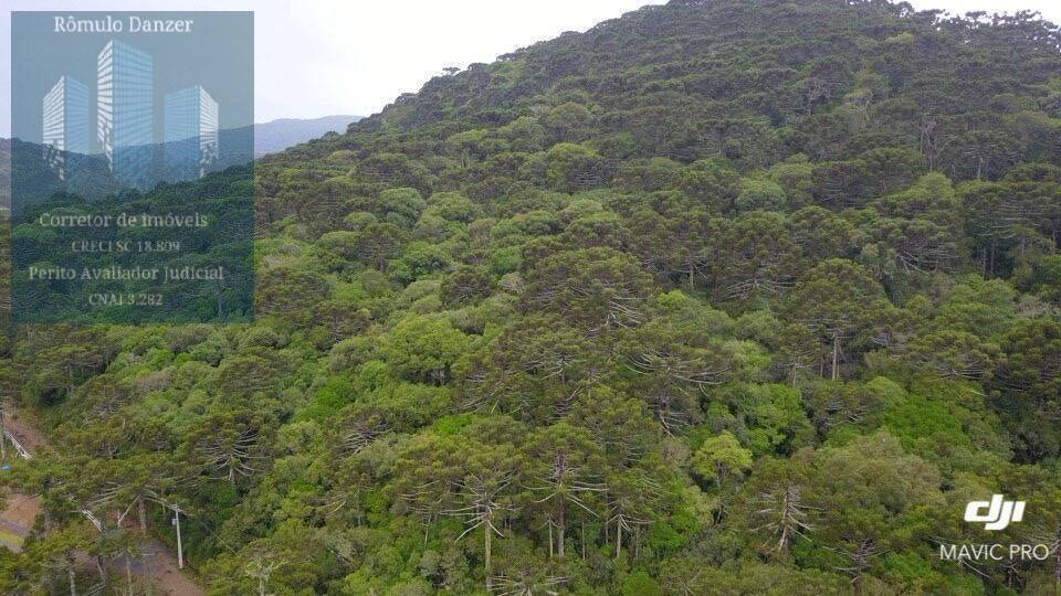 Terreno à venda, 10000m² - Foto 3